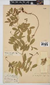 Image result for Ophrestia