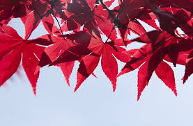 ❤ get the best japanese art wallpaper on wallpaperset. Red Japanese Maple Leaves Fall Seasons Autumn Leaves Tree Branch Hd Wallpaper Wallpaperbetter