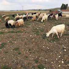 Eskisehir Kucukbas Hayvancilik Home Facebook