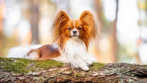 Papillon Dog Breed Fascinating Facts and Information