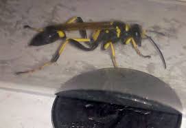 I was heading out to lunch. Black And Yellow Mud Dauber What S That Bug