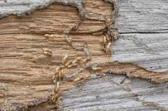 Image result