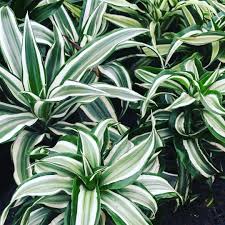 Lift your spirits with funny jokes, trending memes, entertaining gifs, inspiring stories, viral videos, and so much. Dracaena Dragon Jade Jewel The Jungle