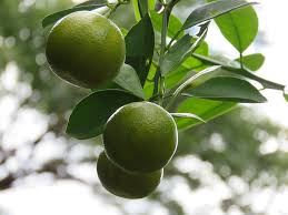 There are two varieties of true limes, the mexican lime (citrus aurantifolia), sometimes called the key lime, and the larger, less popular tahiti lime (citrus latifolia). Lime Tree 1080p 2k 4k 5k Hd Wallpapers Free Download Wallpaper Flare