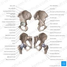 Its symphyseal surface unites with the pubis of the opposite side to form the pubic symphysis; Pelvic Bone Anatomy Anatomy Drawing Diagram