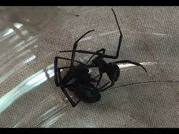 The arguments over black widow have gotten ugly. Black Widow Spider Mating Black Widow Vs Black Widow Youtube
