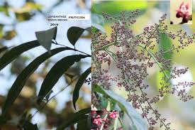 Image result for Lepisanthes senegalensis