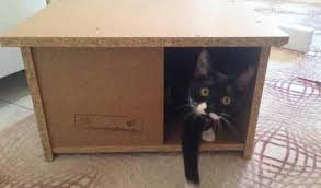 Adore Kedi Evi Ne Kadar Nasil Alinir Sartlari Neler