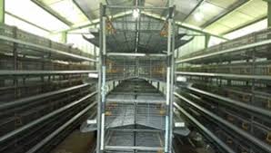 We did not find results for: Analisa Usaha Beternak Puyuh 1000 Ekor