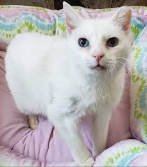 Story of adopted cats and their loving home