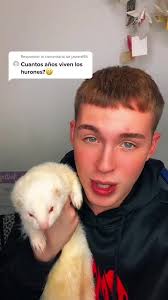 Ojalá chopi viva mucho más🥹😍 #huron #animal #curiosidades