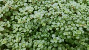 If you are new to the whole growing houseplants thing, then the stunning and tiny swedish ivy plant is the perfect option for you!. Creeping Charlie Houseplants By Studley S