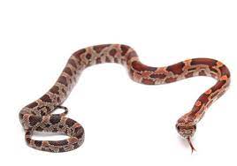 5 Great Beginner Pet Snakes Pet Snake Reptiles Pet Pet Quotes Dog