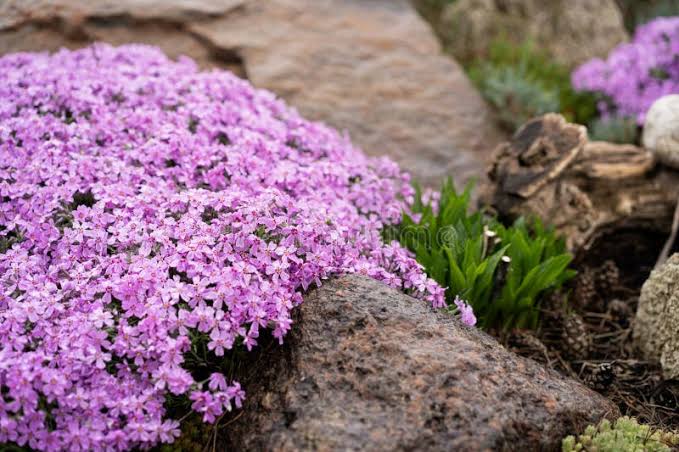 Rock garden plants