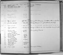 Image result for Fuirena pachyrrhiza