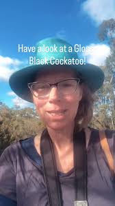 Gorgeous Gang Gang Cockatoos @fallscreek. These beautiful characters can  suffer terribly in extreme cold & we can help them by keeping an eye out  for them & help them if they're found