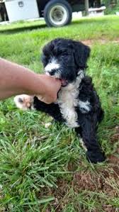 View all of happytail's adorable puppies for sale. Sheepadoodle Puppy For Sale In Clemmons Nc Adn 30753 On Puppyfinder Com Gender Male Age 10 Weeks Old Sheepadoodle Puppy Sheepadoodle Puppies For Sale