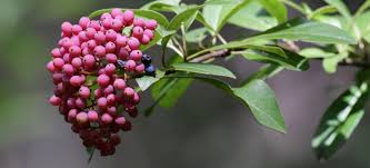 Your Go To Local Experts Native Plant Retailers Audubon North Carolina