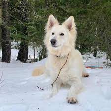 White german shepherd puppies for sale near me. White German Shepherds Home Facebook
