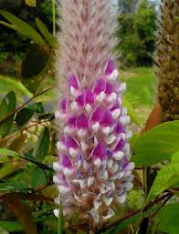 Image result for Psydrax fragrantissima