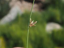 Image result for Cyperus laevigatus