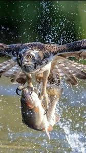 Art Of Prey Taught By The Eagle Animals Animals Beautiful Birds Of Prey