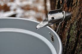 Check spelling or type a new query. 27 Trees To Tap For Syrup