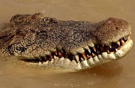 See full list on crocoworld.com Australian Man Survives Croc Attack By Gouging Its Eye Arab News