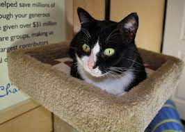 Dartmouth Scat Petsmart Adoption Centre July 4 2016 Adoption Cat Adoption Adoption Center
