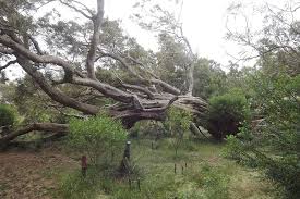 Image result for Acacia hereroensis