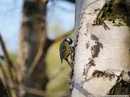 Check spelling or type a new query. Biologische Vielfalt Plan Birke