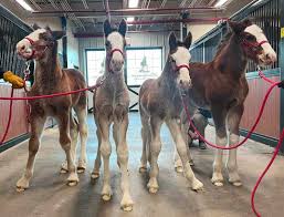 Budweiser Clydesdale Horses Born Last Month to Host Super Bowl Party