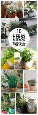 Indoor Herb Gardening Herb Garden Hacks Gardening Hacks Popular Pin Gardening Tips And Tricks Indoor Vegetable Gardening Indoor Herb Garden Herbs Indoors