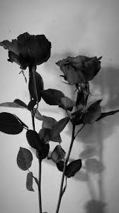 Pin Di B W