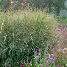 Image result for Panicum infestum