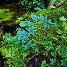 Selaginella Uncinata Landscaping Plants Plants Garden Shrubs
