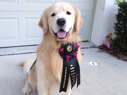 Male golden retrievers for sale male golden retrievers. Conformation Archives Mid Florida Golden Retriever Club