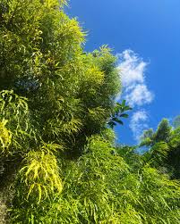 Image result for Helichrysum moggii