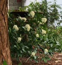 Shutterstock koleksiyonunda hd kalitesinde background texture skimmia japonica bowles dwarf temalı stok görseller ve milyonlarca başka telifsiz stok fotoğraf, illüstrasyon ve vektör bulabilirsiniz. Japanese Skimmia The Garden Website Com