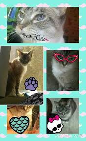 My Beautiful Cat Princess Meme Cats Beautiful Cat Princess Meme