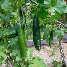 Image result for Luffa