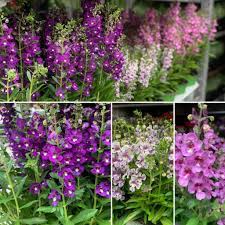 Pin On Flowers Visual Library