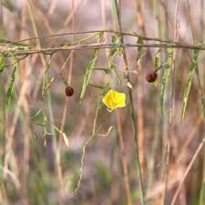 Image result for Xenostegia