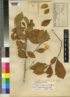 Image result for Suregada zanzibariensis