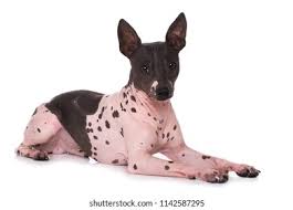In 2004 the united kennel club recognised the line as a breed and in 2016 the american kennel club also recognised the breed. American Hairless Terrier Isolated On White Stock Photo Edit Now 1142587295
