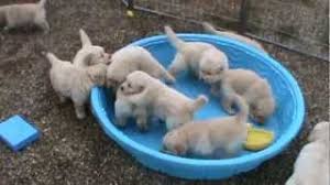 Check spelling or type a new query. How To Draw A Valentines Golden Retriever Puppy Spotlight Safe Videos For Kids
