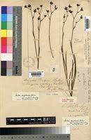 Image result for Aristea angolensis