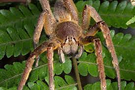 The next time somebody asks you about the most venomous. 3 Scariest Spiders Which 8 Legged Beasts To Watch Out For Live Science