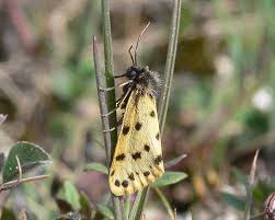 Image result for Setina roscida