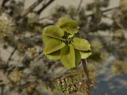Image result for Combretum cinereopetalum